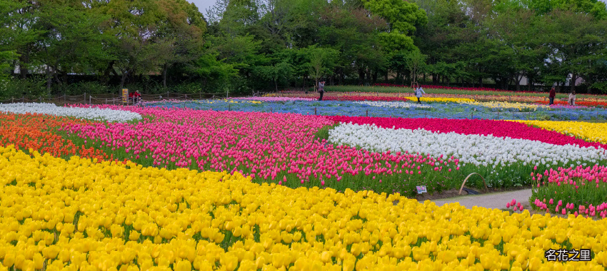 名花之里